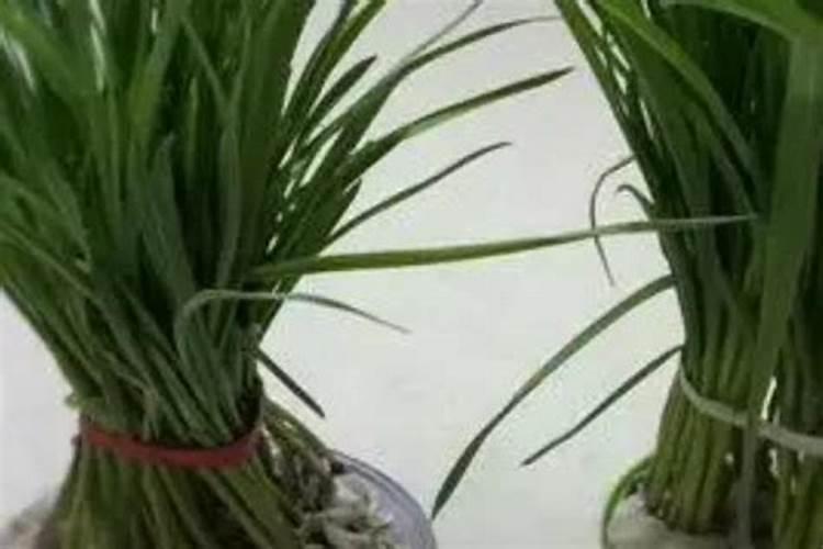 杜鹃花怎么施肥