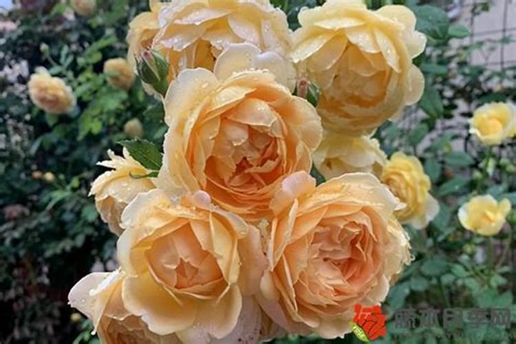 香菜不出苗怎么办 香菜种植技巧总结