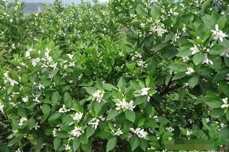 绿植换盆最佳时间及注意事项