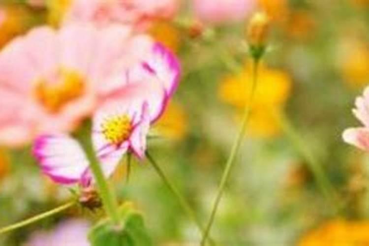 氮磷钾复合肥什么花都可以用吗,可以喷叶面吗