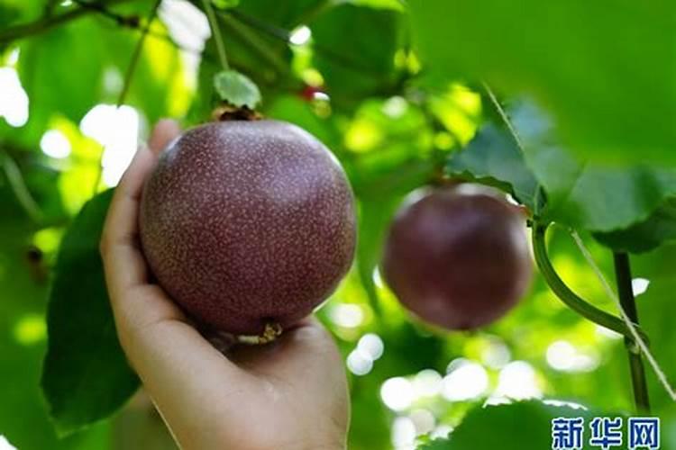 生意火爆的水果店名字推荐