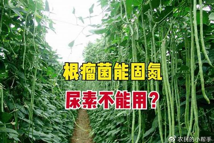 请问芸苔素可以直接喷在豆角上吗？