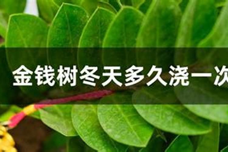 槟榔树怎么种植