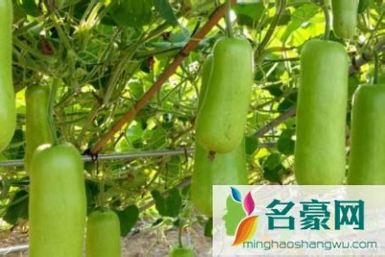 棉花施钾肥最佳时间 使用方法及注意事项