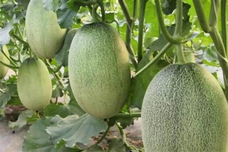 哈密瓜膨果期怎样施肥