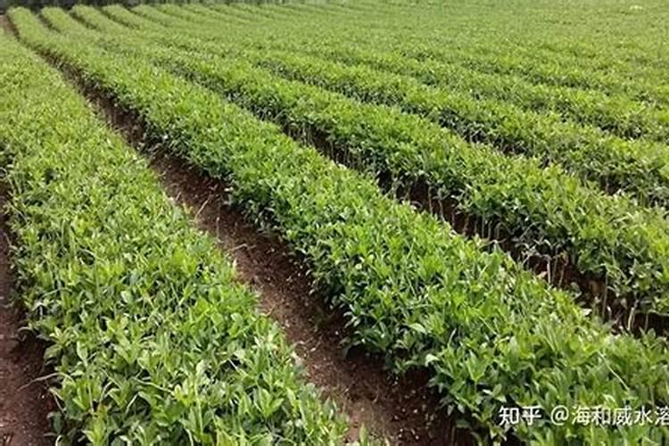 半夏烂根病有什么防治方法？半夏黄叶死苗防治用根小子冲施