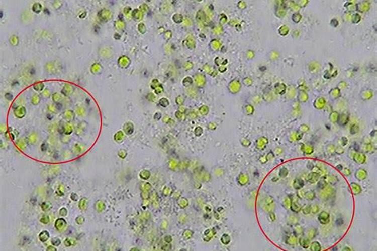 鱼塘可以先肥水再补藻吗