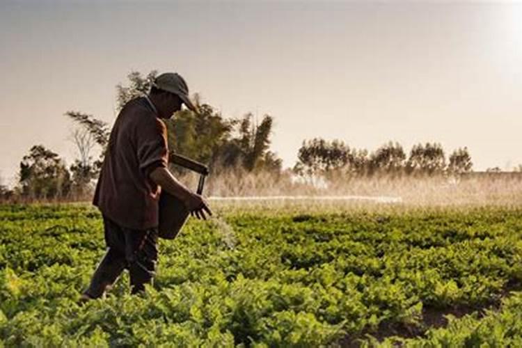 复合肥怎么使用正确要马上浇水