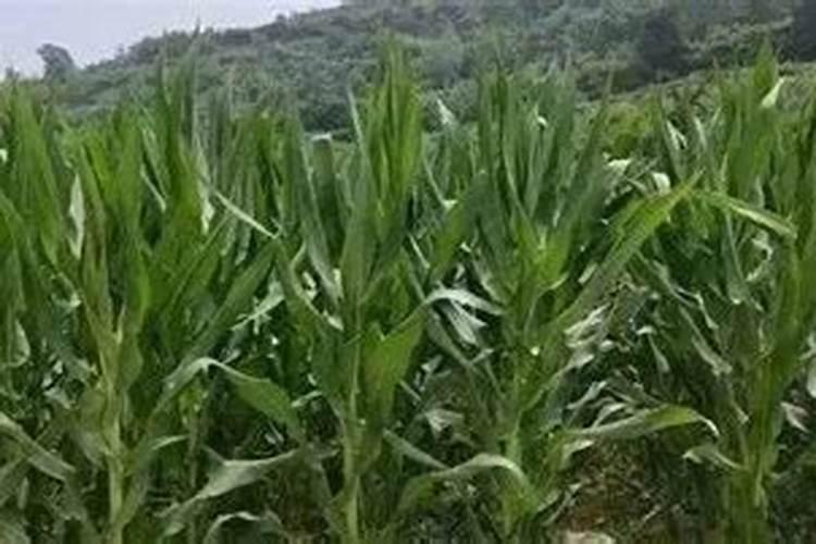 双桂联芳代表什么数字