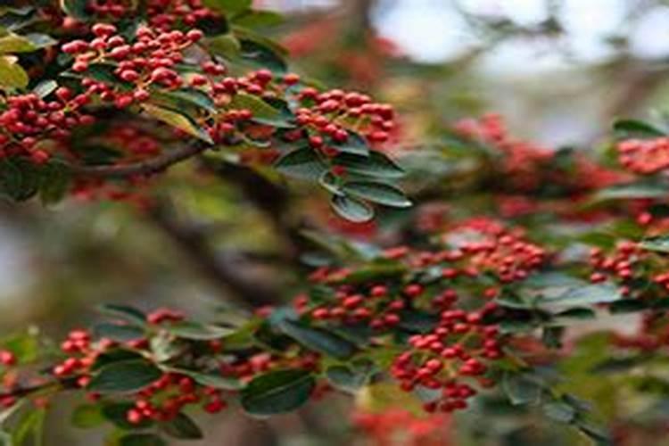 花椒喜欢什么肥料