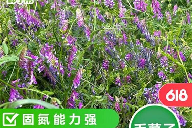 樱桃树施肥时间
