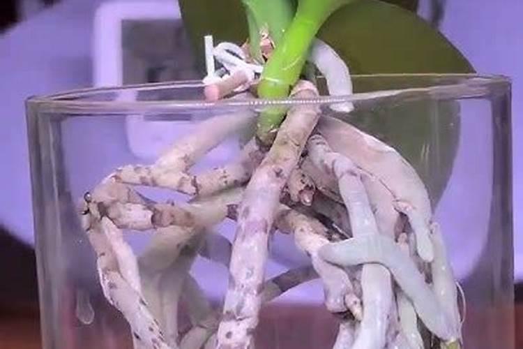 水培蝴蝶兰如何施肥