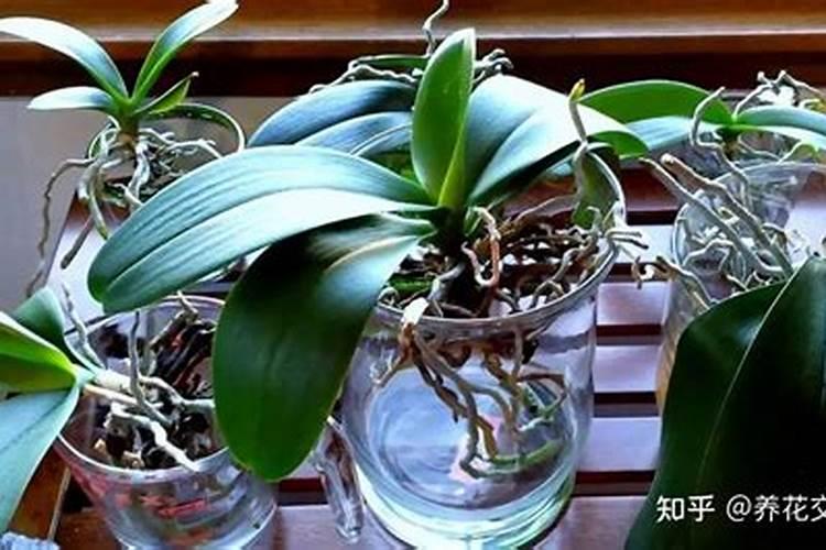 水培蝴蝶兰如何施肥