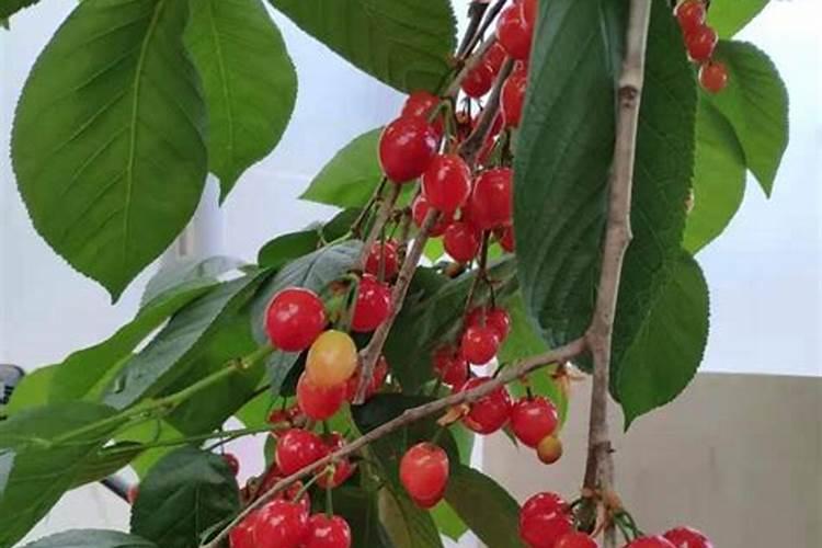 栽植樱桃树苗施什么肥