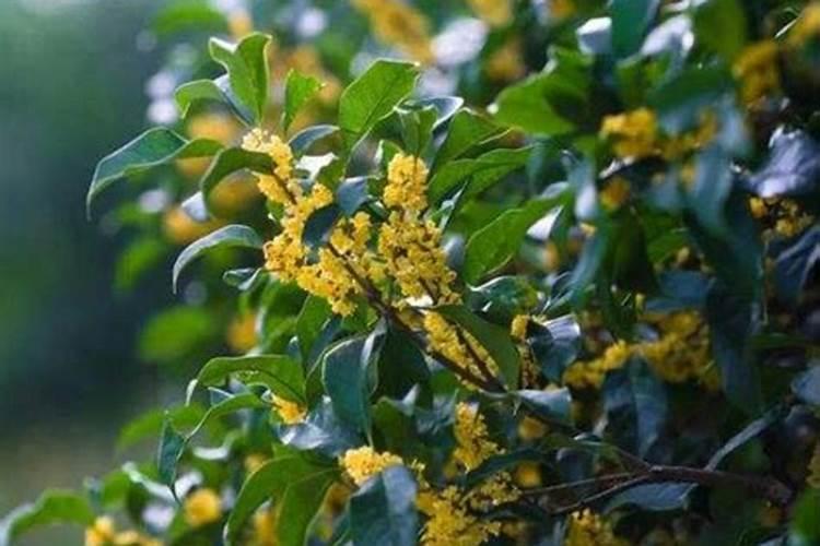 桂花用什么肥料最好最旺？