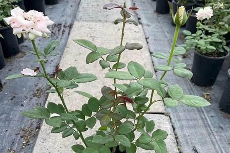 怎么让月季牙签苗快速长大,牙签苗如何过冬