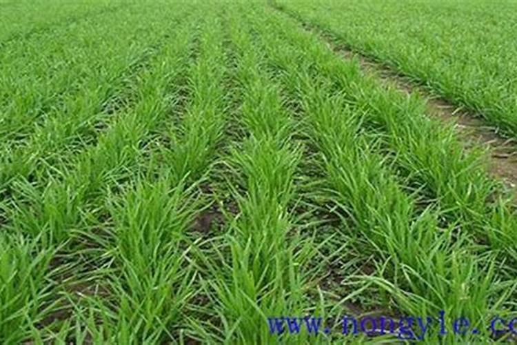 呼伦贝乐西餐原料供应商