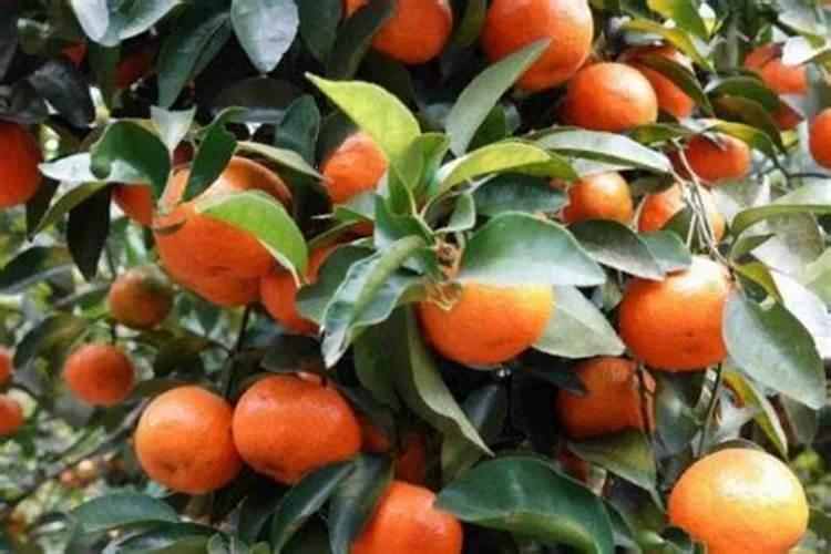 沙糖桔膨果用什么肥 如何施肥效果好