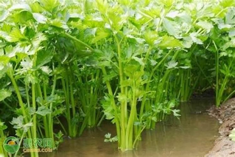 芹菜需要哪种肥料,该怎么施肥才能长好？
