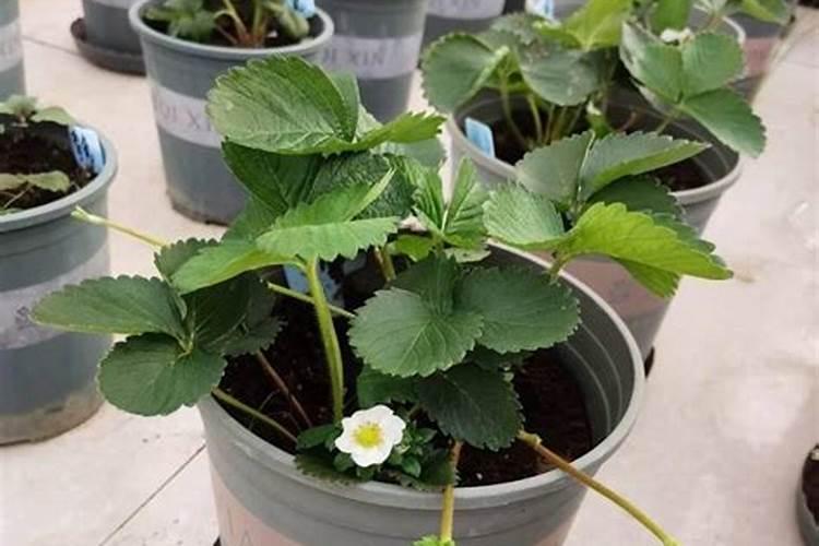 草莓挂果该怎么浇水和施肥