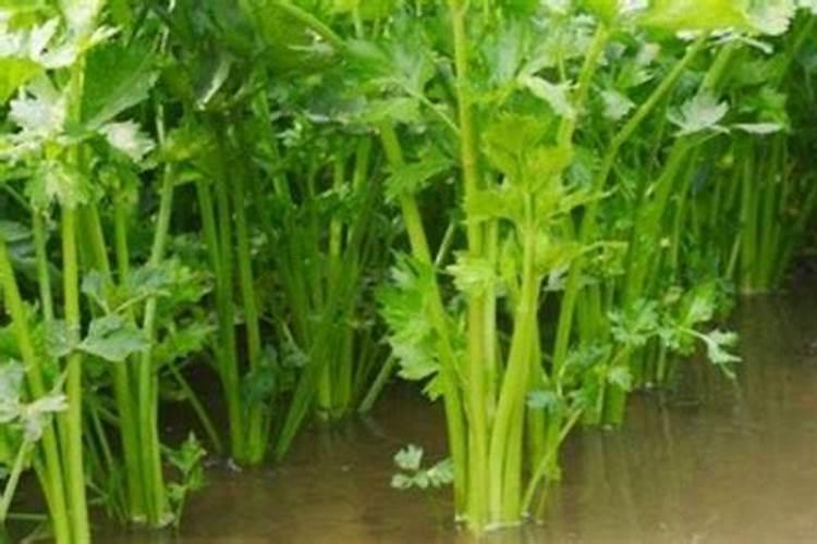 三月种植什么菜
