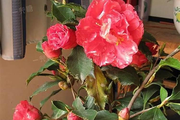 茶花打花苞施什么肥