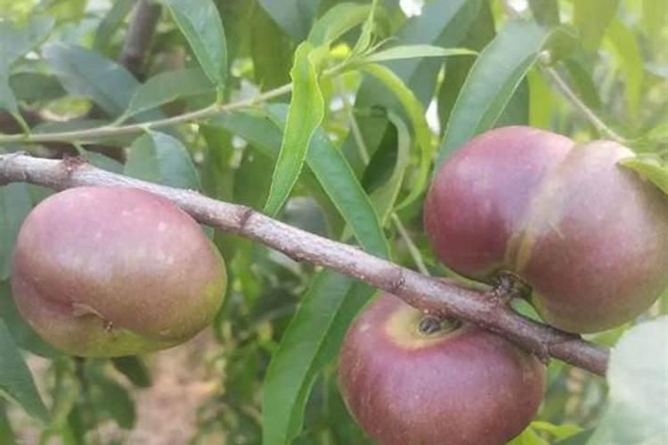 给桃子施肥的时候,是选择浅施肥还是深施肥？