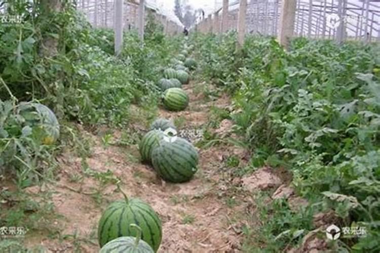 大棚西瓜不同时期如何施肥,不同时期的施肥方法是什么？