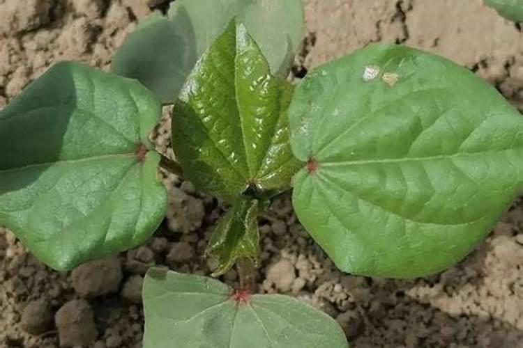 施肥撒在树苗上造成烧苗怎么办