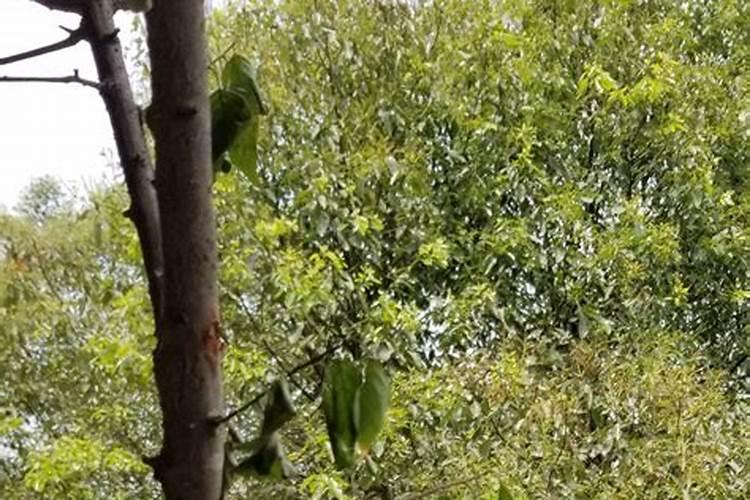 敌敌畏喷雾红梅树叶子怎么会掉下来？