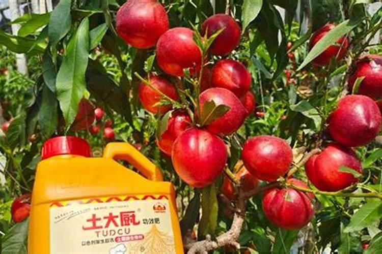 油桃膨大期用什么肥料会发软