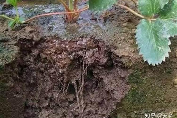 在枇杷的栽种注意事项 栽种枇杷注意事项有哪些