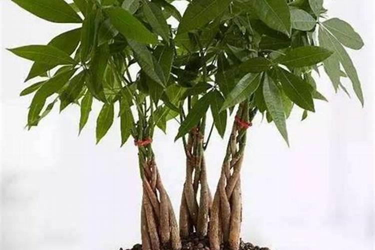 宜昌火烧坪的景点介绍