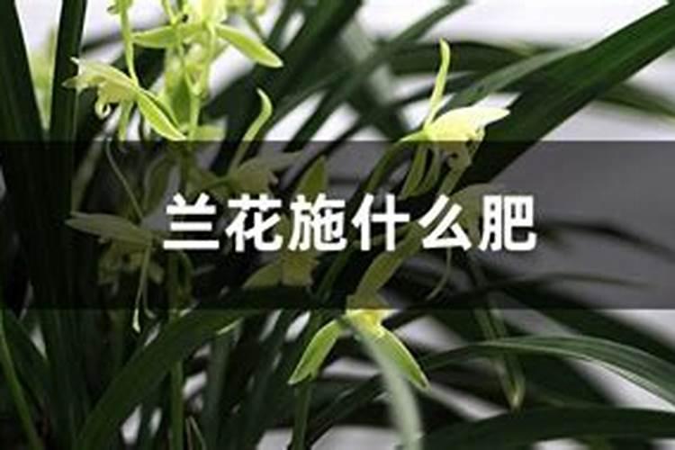 香蕉皮花肥适合哪些花 可以当兰花的肥料吗
