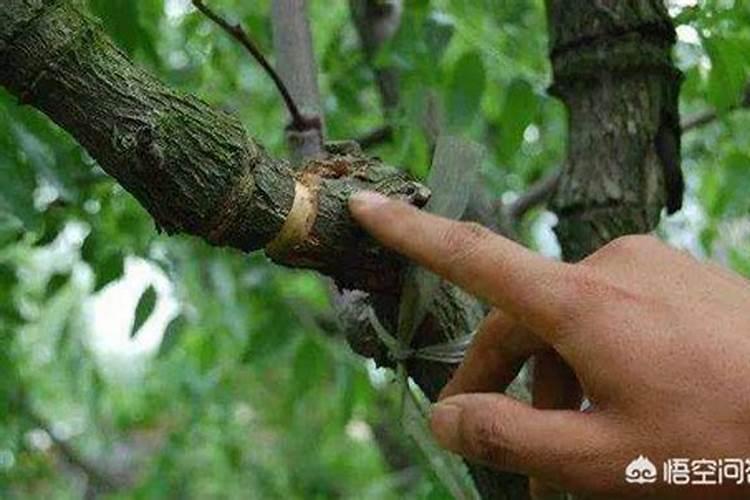 怎样补救沙糖桔环割失败？