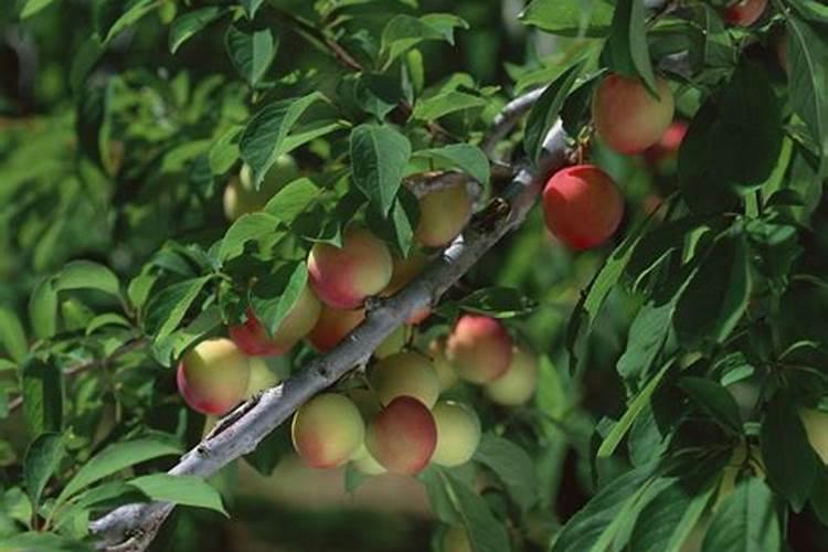 白萝卜施肥用什么肥料