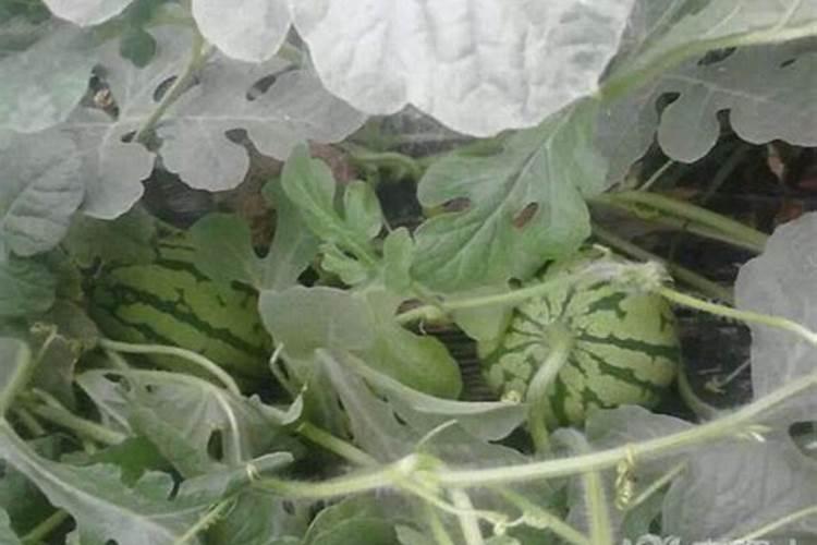 芸苔素使用技巧