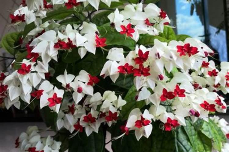 龙吐珠为什么不开花 龙吐珠不开花的原因