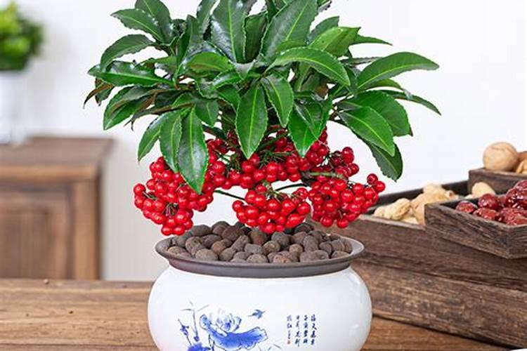 富贵籽的养殖方法和注意事项