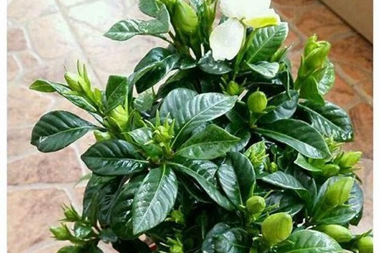 栀子花换盆用底肥吗