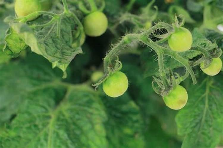 樱桃树什么时候使用高钾肥