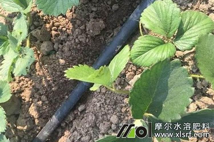山药用腐殖酸水溶肥做底肥怎么样？底肥什么时候用效果最好？