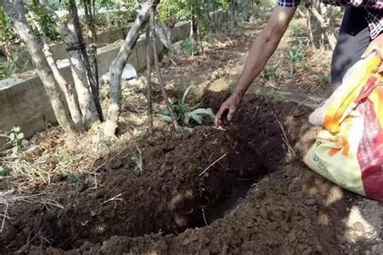 施什么肥让月季花开又多又大花瓣厚(自制月季花肥料)