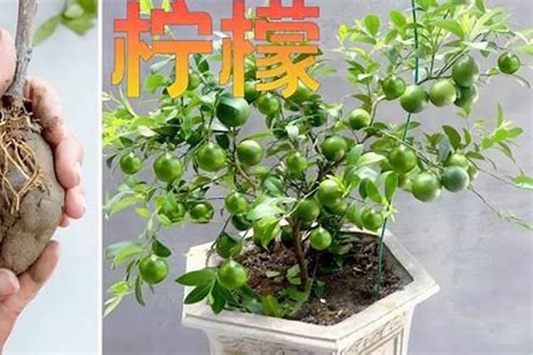 下雨天可以给柠檬树浇生根粉吗