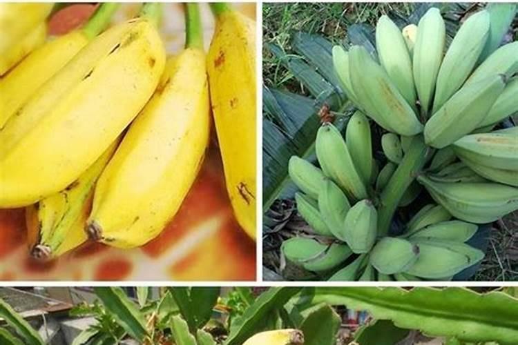 香蕉在什么时候施肥最好