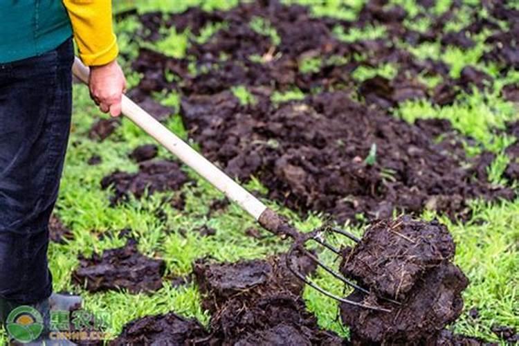 种蒜用有机肥料好吗