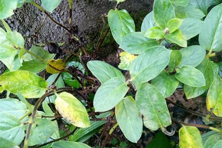 金银花叶子蔫了怎么办