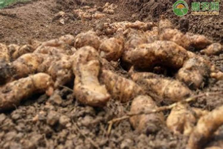 中药材天麻用什么肥料长根,中药材天麻壮根肥什么时候施肥？