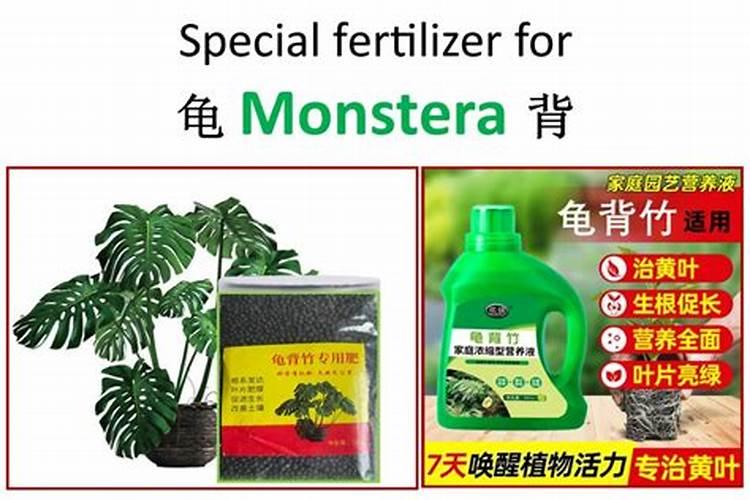 仙洞龟背竹怎么养殖