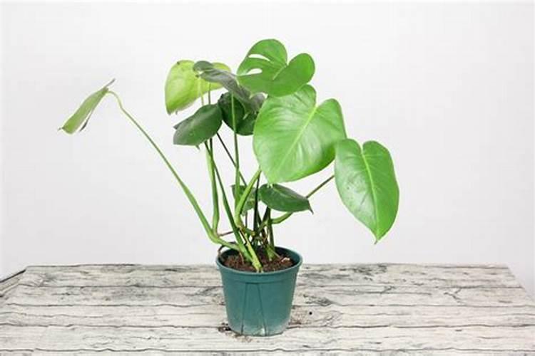 龟背竹施什么肥？